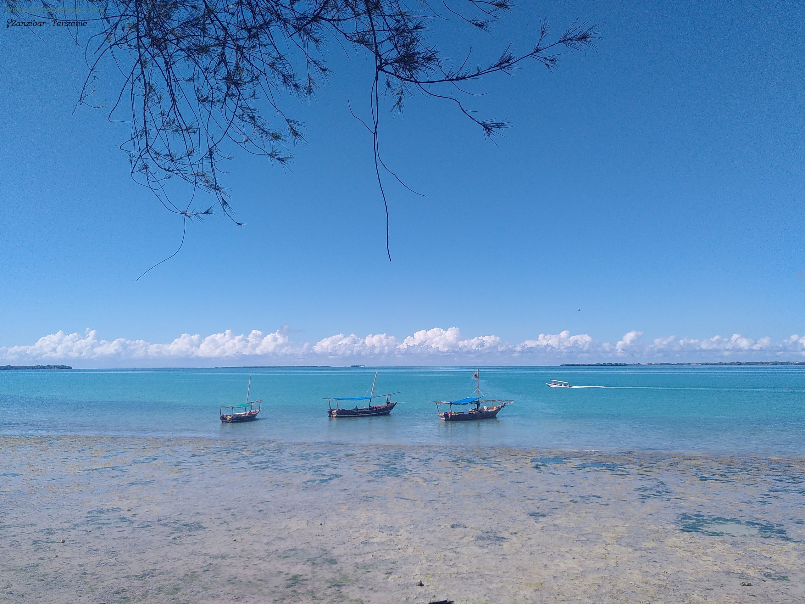 Safari Blue et les Secrets de Zanzibar : Mon Aventure en Solo