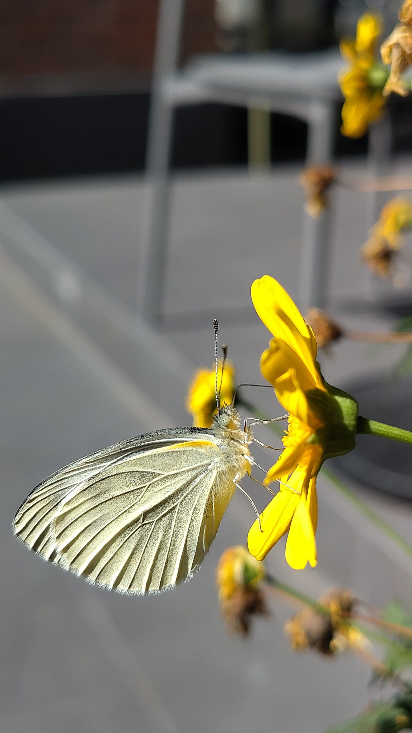 Mon Amour pour la Nature : Les Papillons, Compagnons de Mes Voyages