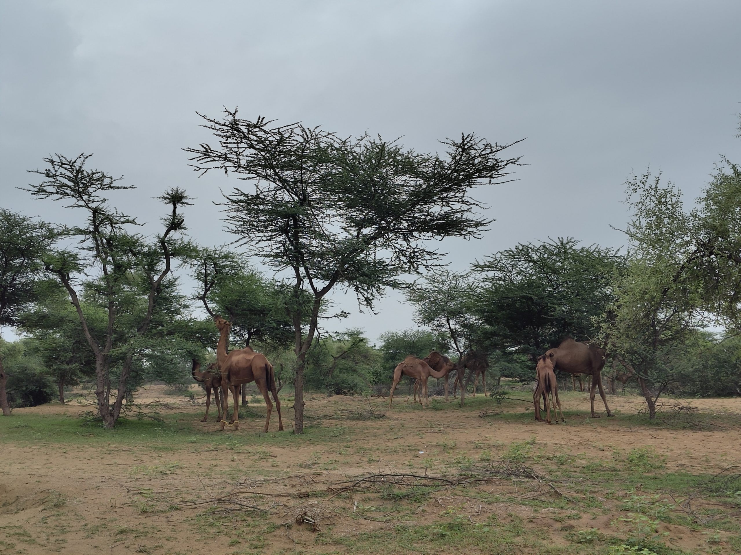 Kushlawa, le Village qui Raconte le Rajasthan Authentique