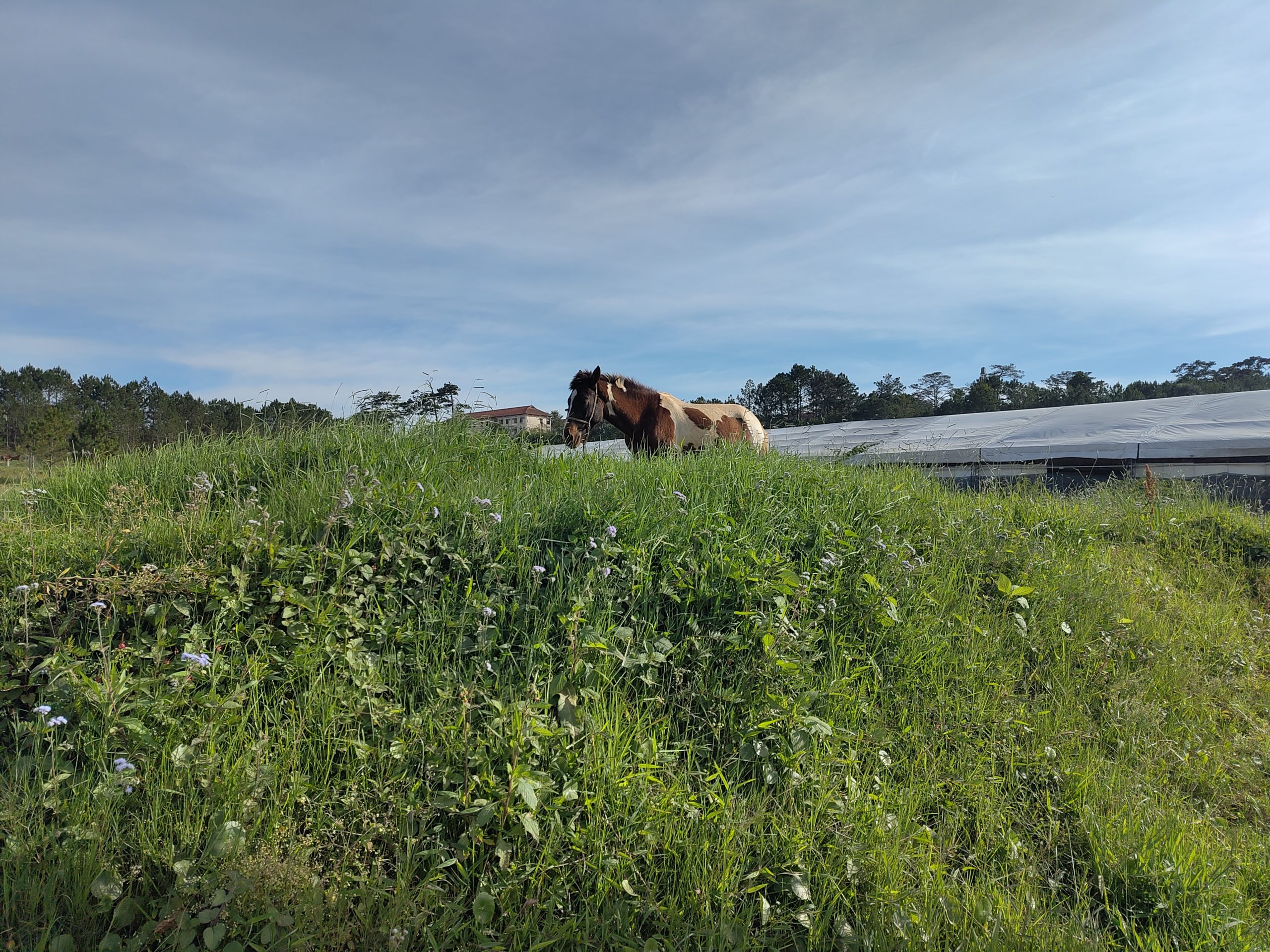 Chevaux et Cavalières : Héritages et Libertés à Travers le Monde