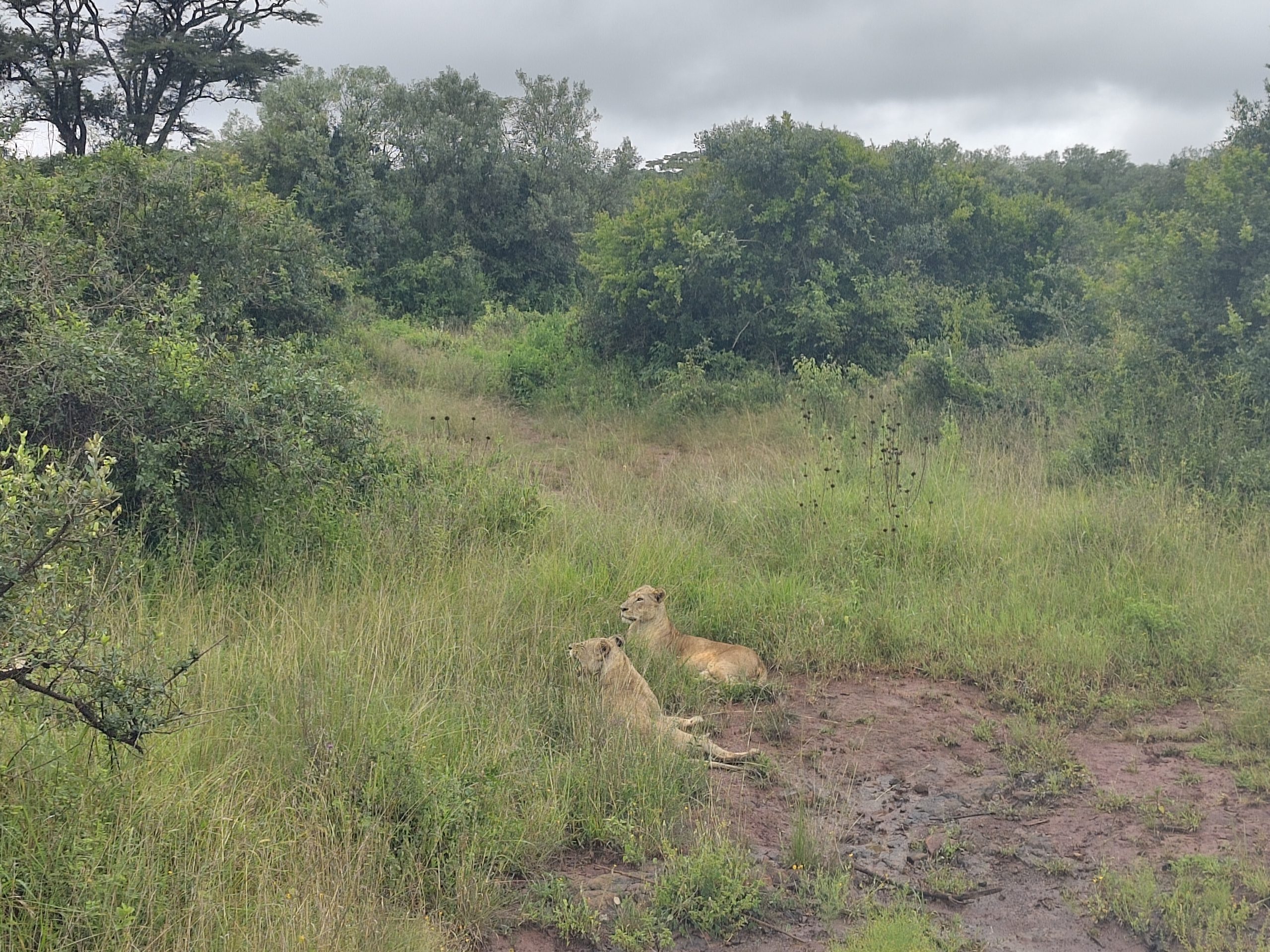 Safari Nairobi : Une Journée Unique au Nairobi National Park
