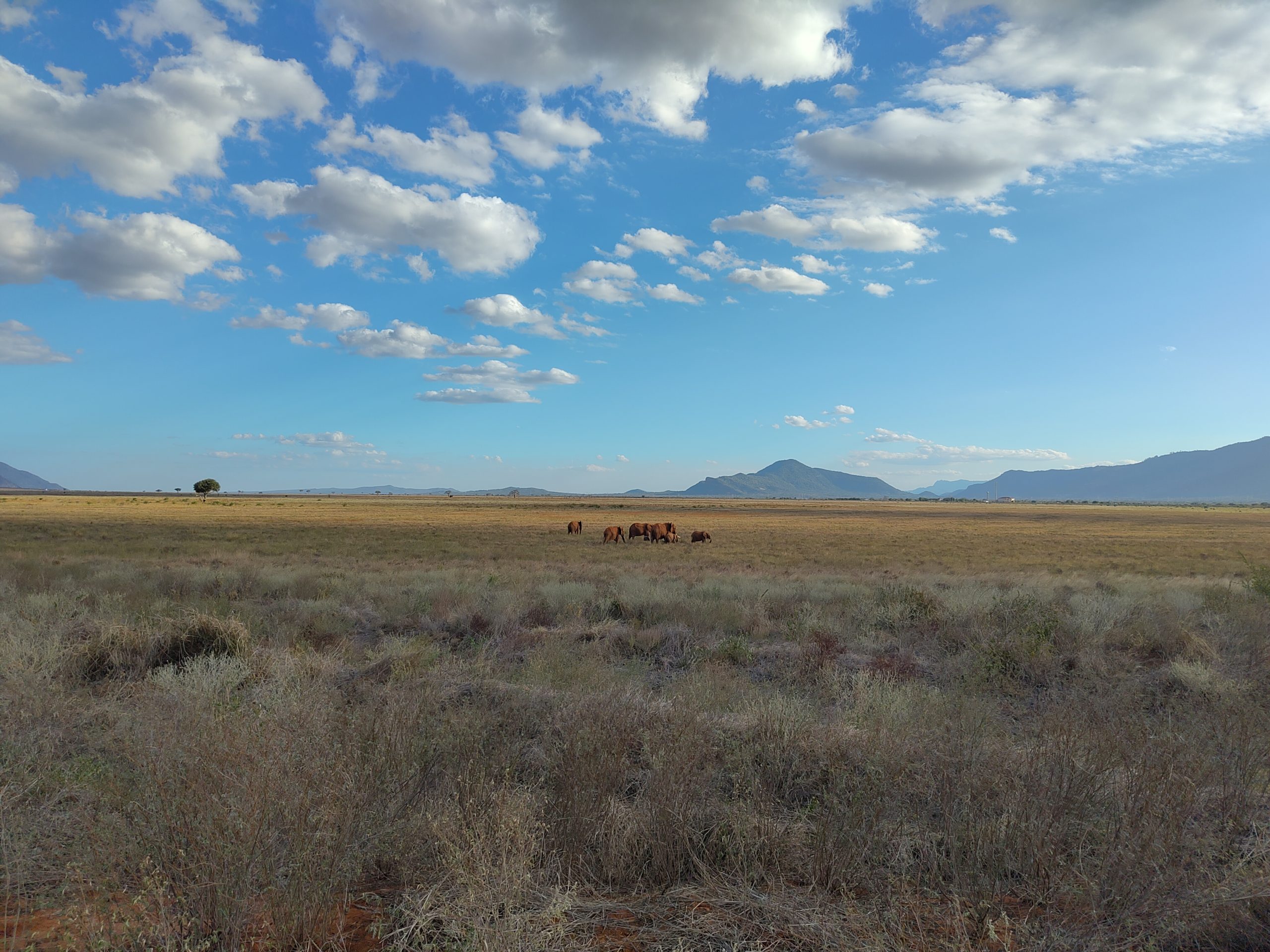 Éléphants d’Afrique traversant la savane du parc national de Tsavo Est au Kenya – NoirEnVoyage