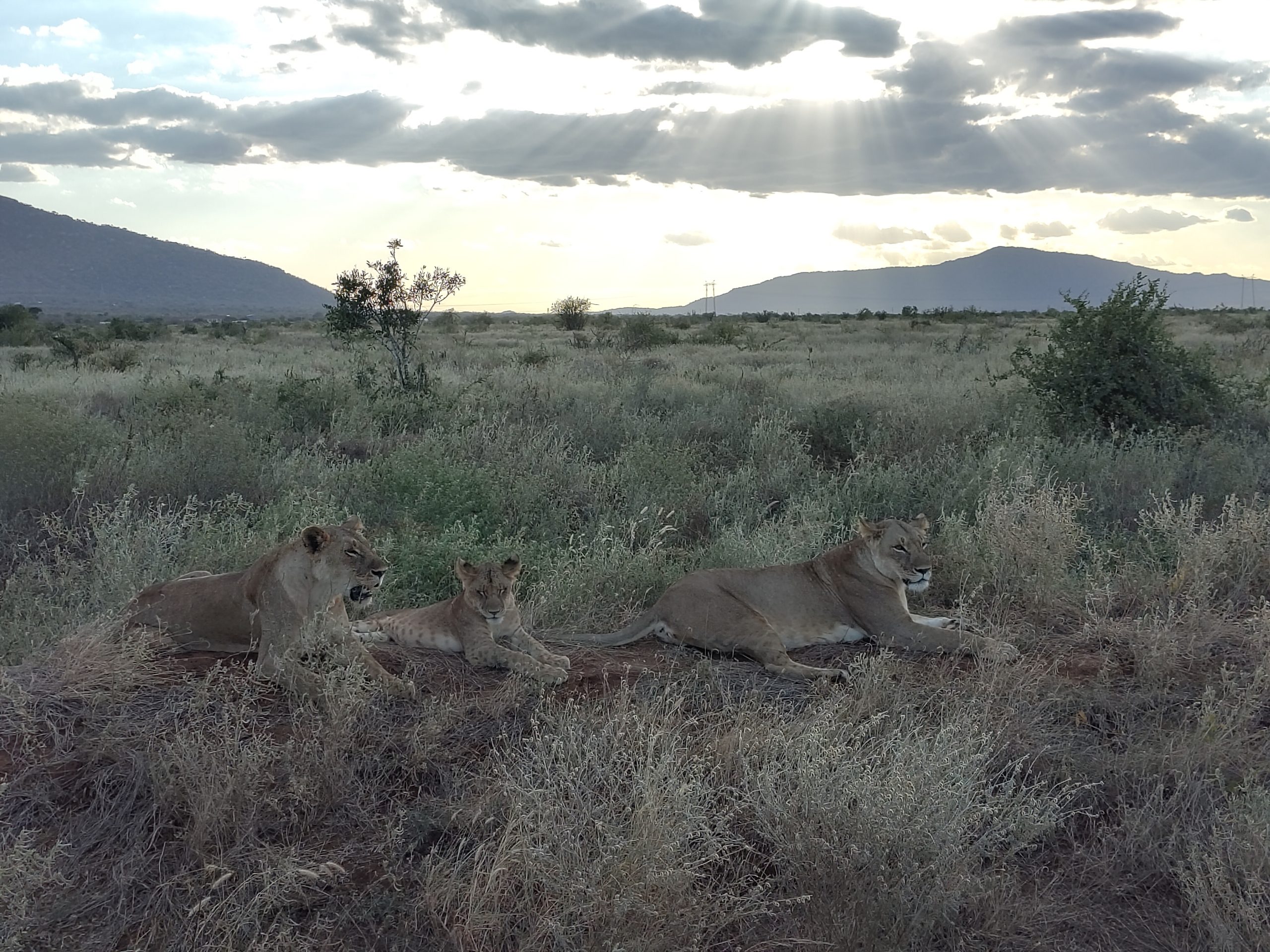 Les lionnes du kenya accompagnées d’un lionceau dans la savane du parc national de Tsavo East