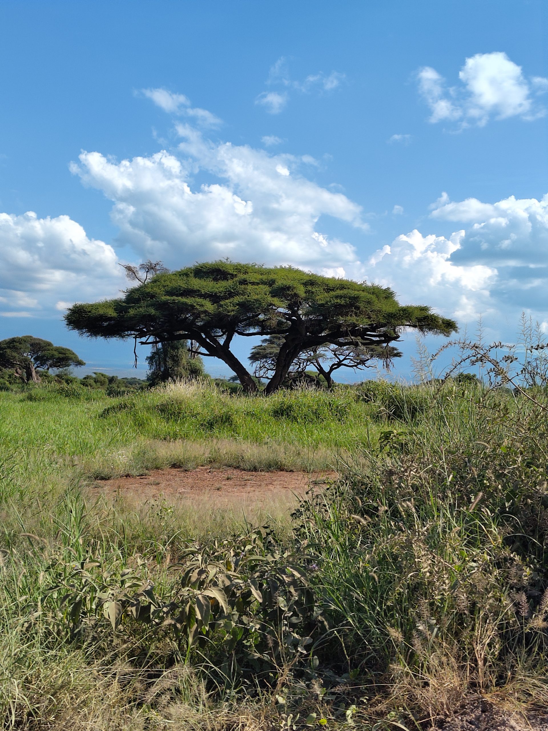 Arbre acacia en forme de parasol dans la savane au Kenya