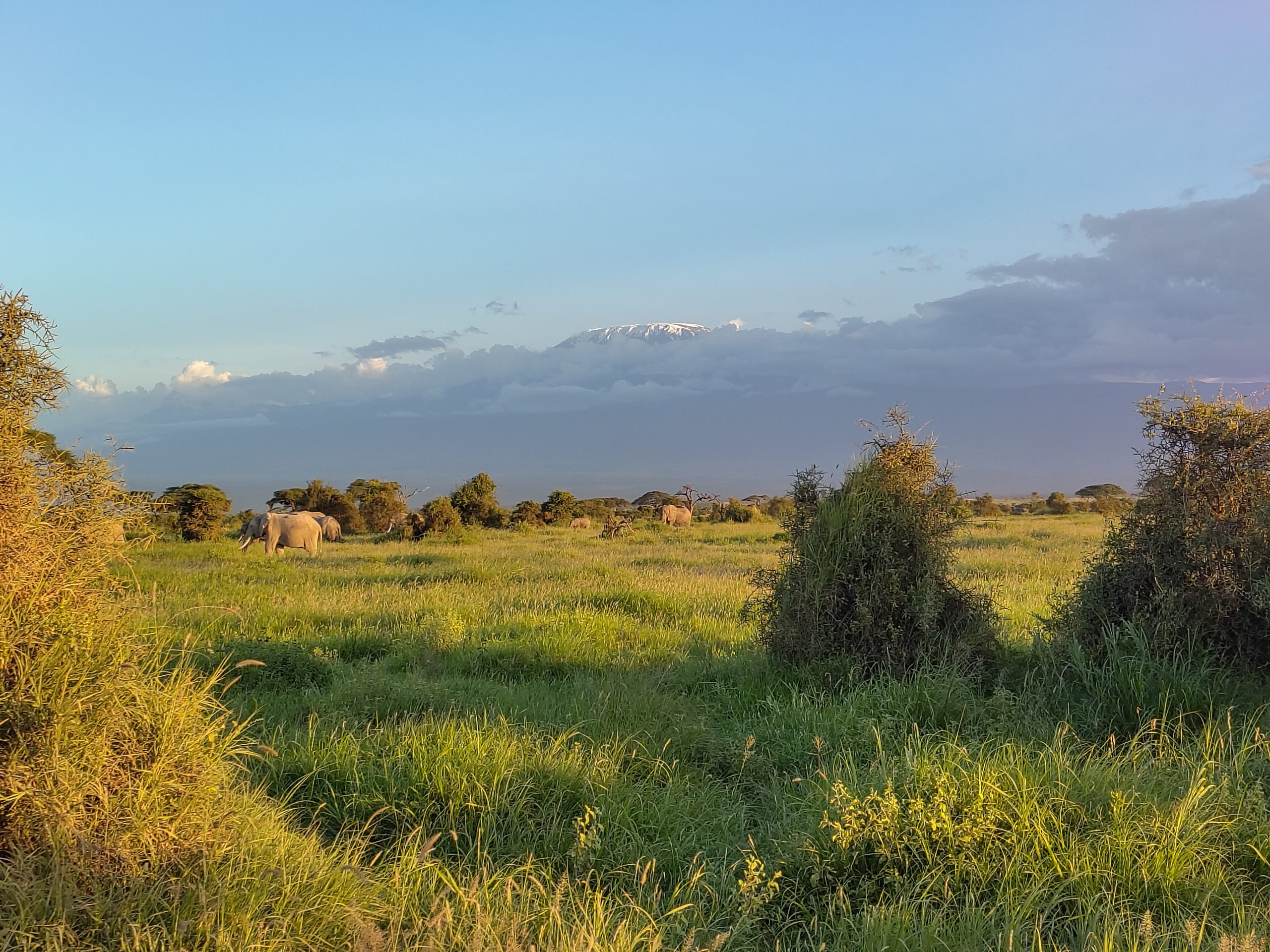 Éléphants au pied du Kilimandjaro pendant un Safari Amboseli