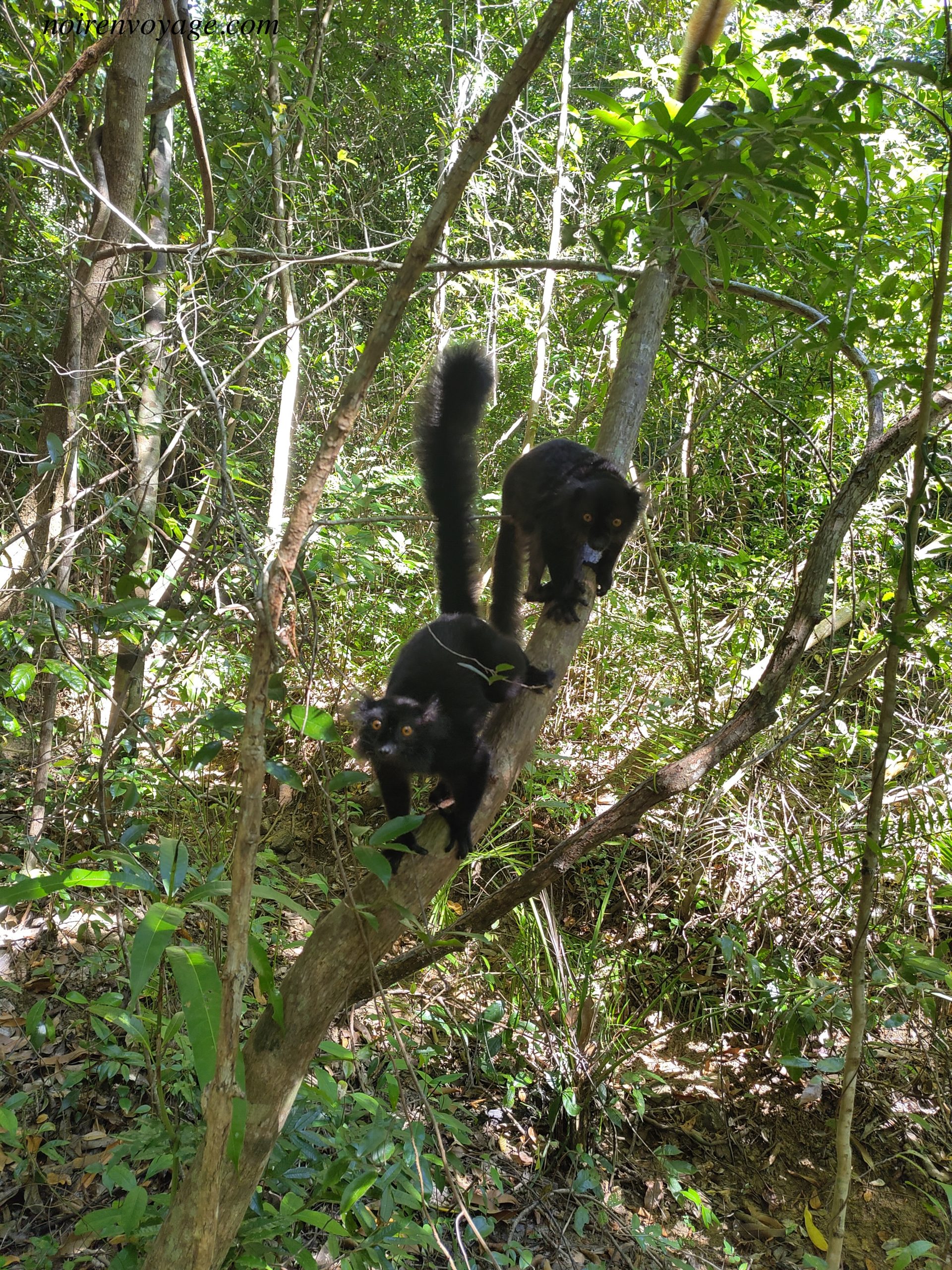 Lémurien sauvage observé dans la réserve de Lokobé à Nosy Be Madagascar